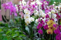 Manual Descomplicando o Cultivo de Orquídeas